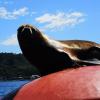A local sea lion!