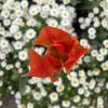 Bright red tulip and daisies outside of the Teatro Real 