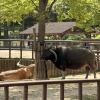 This cattle looks familiar... They look like Long-Horns cattle back in Texas