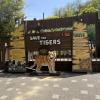 Did you know tigers are slowly disappearing? Countries all over Asia are trying their best to grow their population again