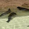 Honestly, all these seals looked the same to me. BUT you can tell them apart because they have silvery/gray bodies covered in dark spots