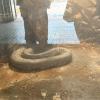 Are you scared of big snakes? This one was sleeping