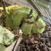 These snakes are actually born bright yellow, orange or red. They only turn green after a couple of months 