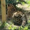 The leopard is a big cat found in Asia and Africa that loves to climb trees and swim