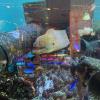 Moray eel I happened to see while passing by a building