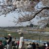 F1 always tries to race in Japan around the cherry blossom season!