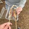 あゆ(ayu) which is a kind of fish we got