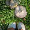 Some large mushrooms with my shoes for scale
