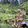 Little chubby brown mushrooms