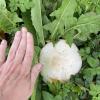 When the weather is just right, mushrooms as big as my hand seem to pop up over night