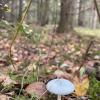 A little white mushroom on the forest floor
