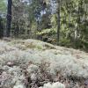 Reindeer moss (it's actually a lichen, and reindeer food!)