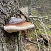 This mushroom reminds me of the ones in Mario Kart