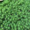 Common haircap moss