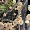 Still more mushrooms!
