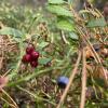 Wild blueberries and lingonberries
