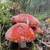 Three big fly agarics on the forest floor