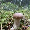 A sturdy fungus!
