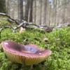 This little mushroom was curved like a bowl with its gills showing