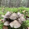 A group of brown mushrooms in the nature reserve