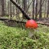Fly agaric mushrooms are cute but extremely poisonous!