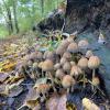 Dainty brown mushrooms among the fallen leaves
