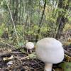 This one looks like a marshmallow... s'mores anyone?