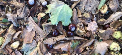 Horse chestnuts on the ground means fall is coming!