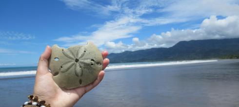 A sand dollar, or "sea cookie", found on the beach of Marino Ballena National Park.