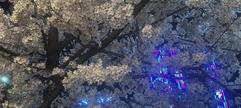 Arcade opened late next to the cherry blossoms