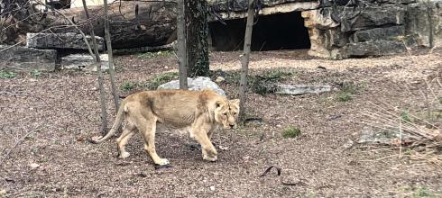 Lions? In the winter? Crazy!