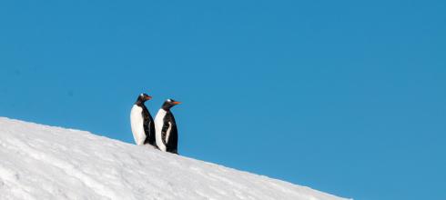 Penguin buddies in Mikkelson Harbor