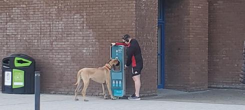 Great Dane-Approved Drinking Fountain