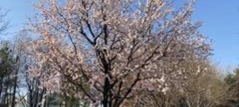 The first cherry blossom tree that I saw at Seoul Forest Park!!