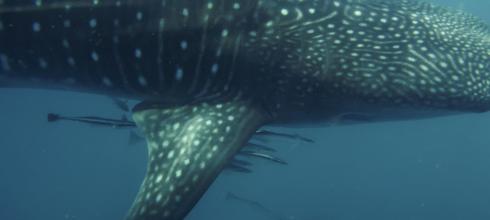 I am lucky enough to swim with whale sharks very frequently