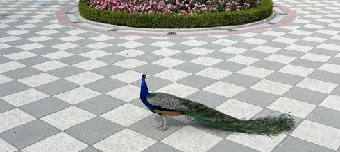 Here is a photo of a peacock at Retiro Park