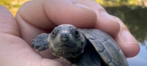 Carlos, the yellow spotted river turtle I released