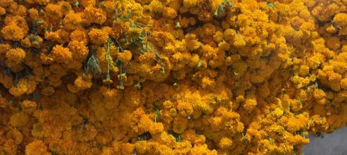 Marigolds lining the city center on "Dia De Los Muertos"