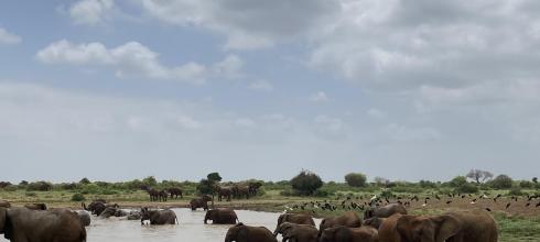 So many elephants.