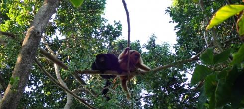 These howler monkeys used to live in my back yard!