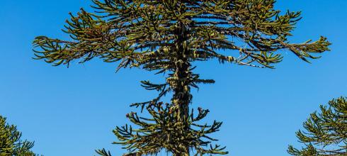 The Monkey Puzzle Tree!