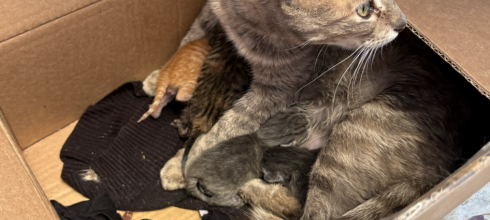 Mama cat and her babies