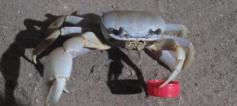 White crab in Tayrona National Park with a bottle cap