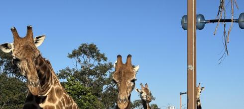 Giraffe!