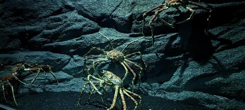 Crabs at the aquarium!