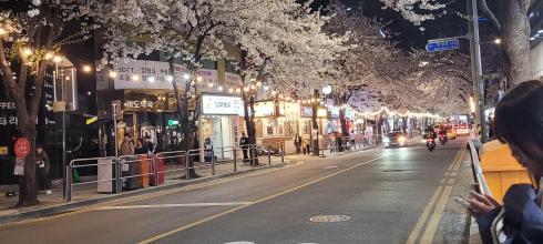 Cherry Blossoms and street lights in Noryangjin!