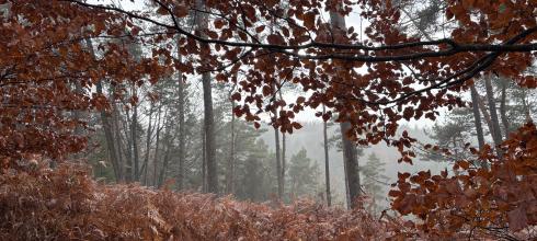 Fog rising deep in the forest of Bohemia Switzerland, right on the border between the Czech Republic and Germany. 