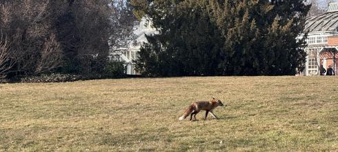 As the rain cleared up for a moment, this fox came out into the sun