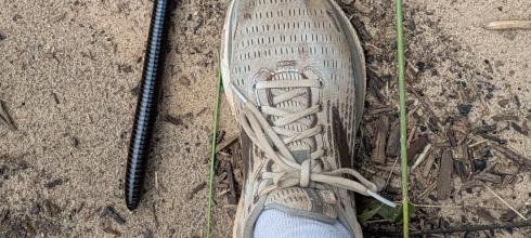 This milliped is almost 12 inches long