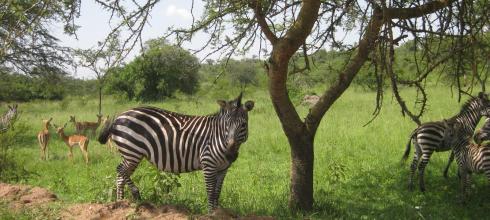 A closer look at a zebra in the national park
